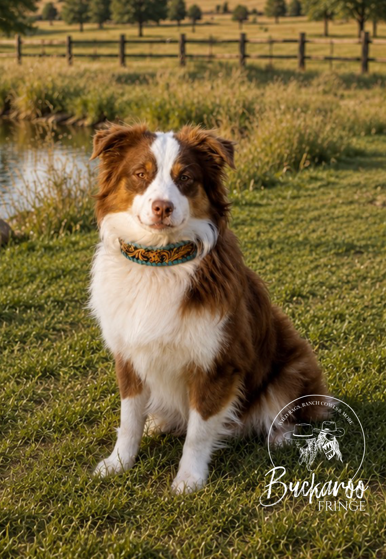 Dog Collars