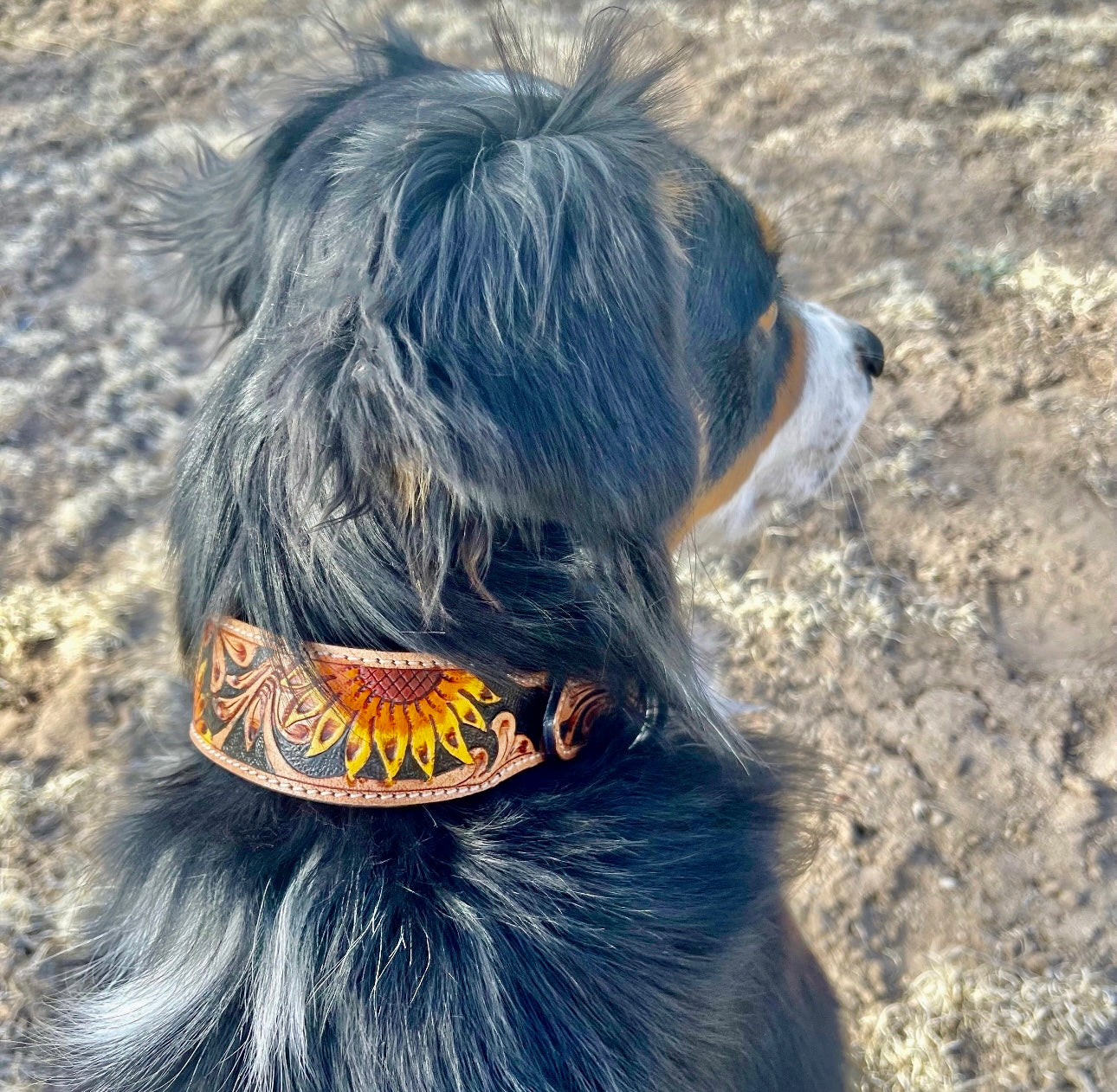 Amigo Collar