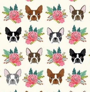 Dogs: Boston Terrier