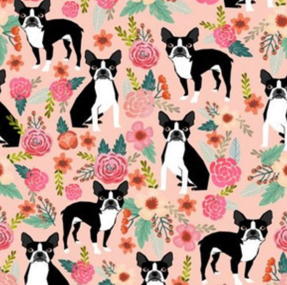 Dogs: Boston Terrier