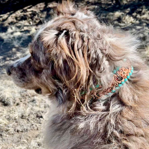 Amigo Collar