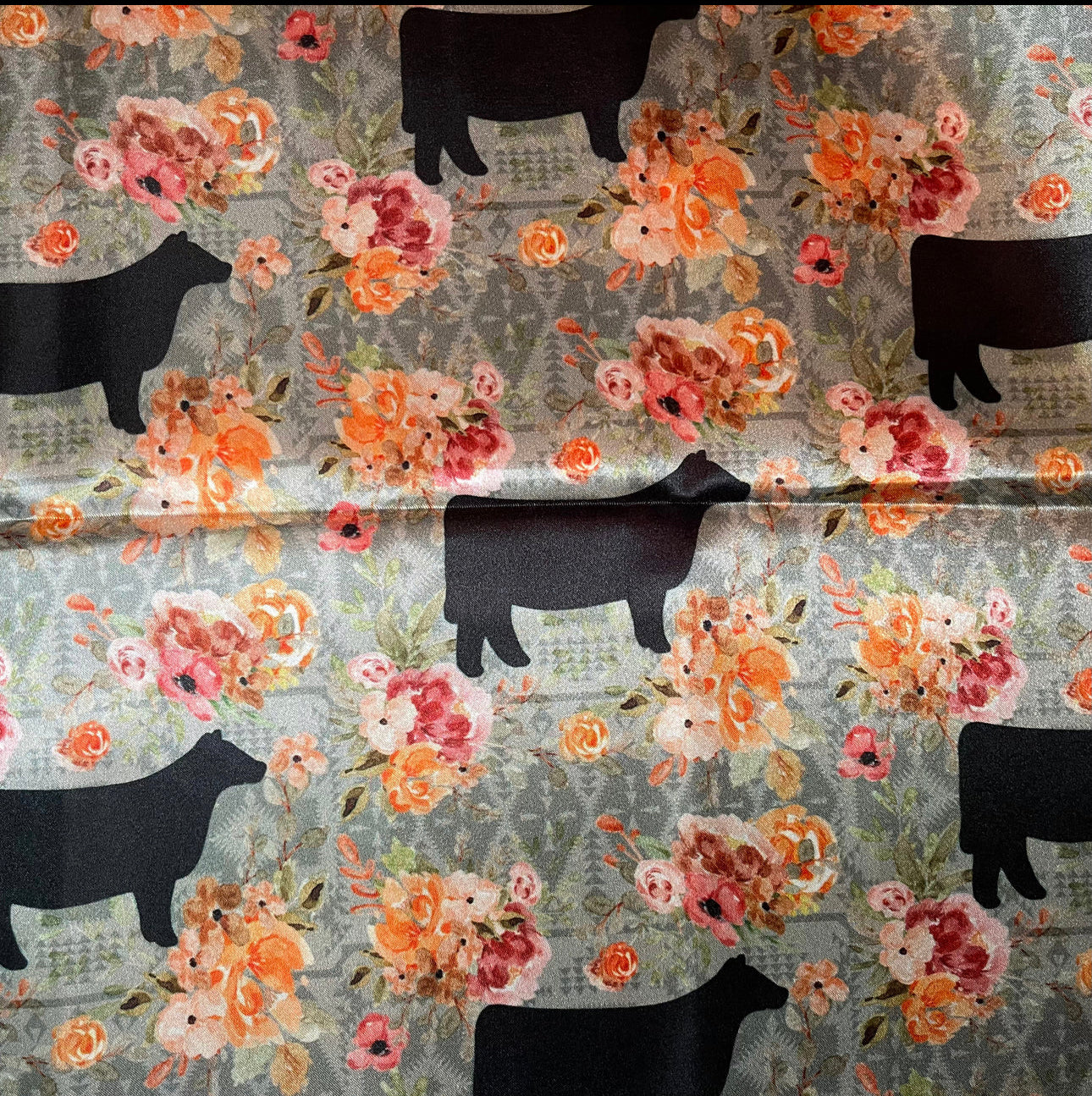 Cows: Angus